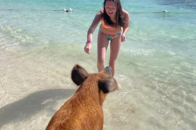 Swim with the Pigs Freeport @Creative Eco Adventures - My Take: Book It If You Want Real Animal Contact