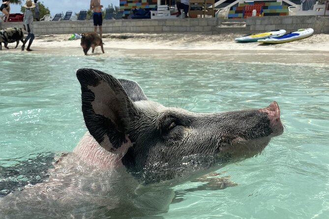 Swim with the Pigs Safari in Bahamas (2hrs) - Key points to know before you book