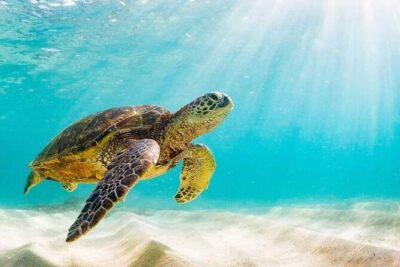 Swim with the Pigs Safari in Bahamas (2hrs)