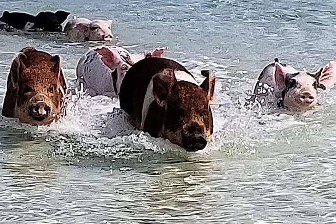 Swim with the Pigs / West End Experience - Key points to know before you book