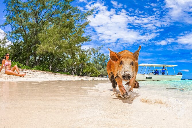 Swimming Pigs and Pearl Island Beach Escape - Kayaks, paddle boards, and beach time