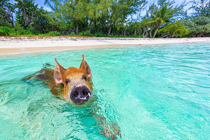 Swimming Pigs and Pearl Island Beach Escape - Pearl Island gives the tour breathing room