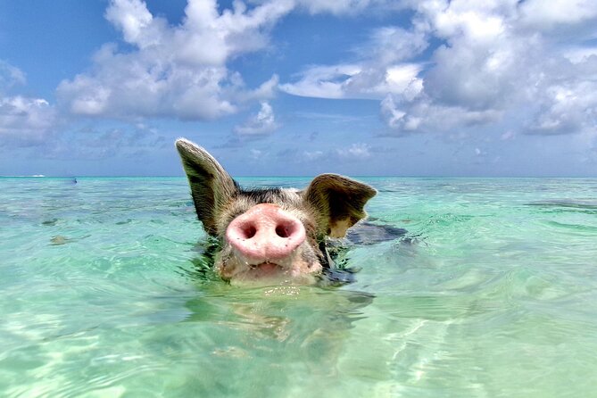Swimming Pigs and Private Beach Club Escape - Rose Island pigs, plus a real beach day