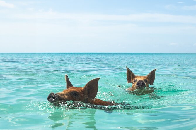 Swimming Pigs and Private Beach Club Escape - The 30-minute boat ride from Nassau