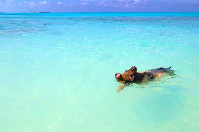 Swimming Pigs and Private Beach Club Escape - FAQ