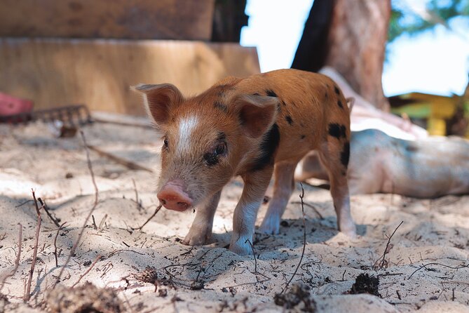 Swimming Pigs & ATV Tour - Who will get the most from this outing