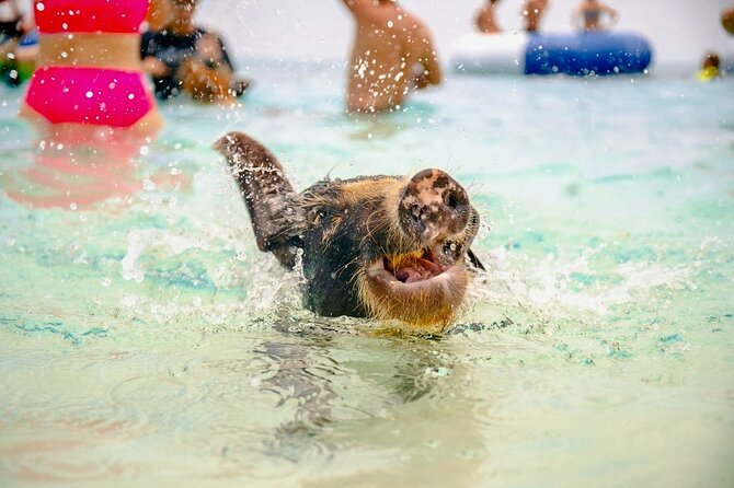 Swimming Pigs Of Rose Island & Beach Day - Group Tour - Key points at a glance
