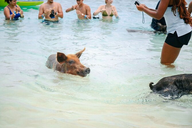 Swimming Pigs Of Rose Island & Beach Day - Group Tour - The boat ride from Nassau to Rose Island