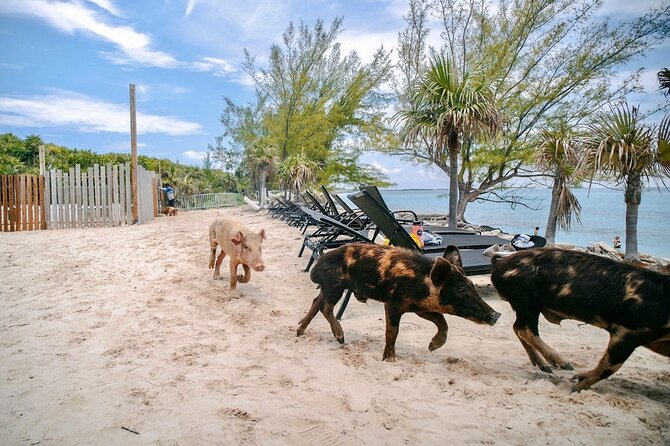 Swimming Pigs Of Rose Island & Beach Day - Group Tour - Guides and the feel of the day