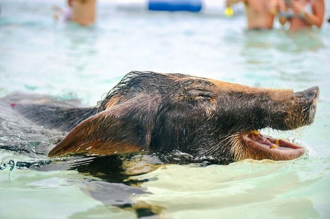 Swimming Pigs Of Rose Island & Beach Day - Group Tour - How long should you allow?