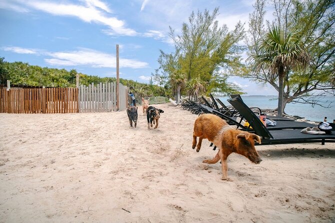 Swimming Pigs Of Rose Island & Beach Day - Group Tour - Who will enjoy this Rose Island outing?