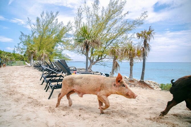Swimming Pigs Of Rose Island & Beach Day - Group Tour - The long Rose Island break