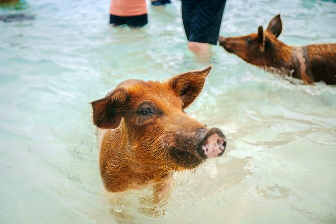Swimming Pigs Of Rose Island Water Taxi Nassau Bahamas - Is $69 a good value?