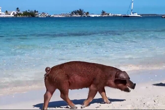 Swimming Pigs, Snorkeling and Beach Tour in Nassau Bahamas - Meeting at Elizabeth on Bay