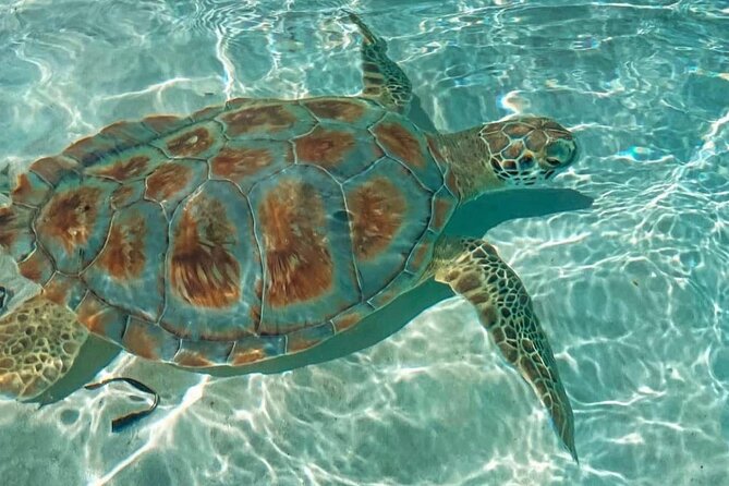 Swimming Pigs, Turtles & Reef Snorkel in Nassau-Champion Tours - Athol Island, also called Pig Island