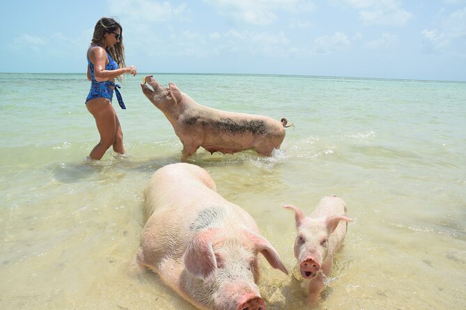 Swimming with Pigs in Nassau, Transportation Included - The details that matter most