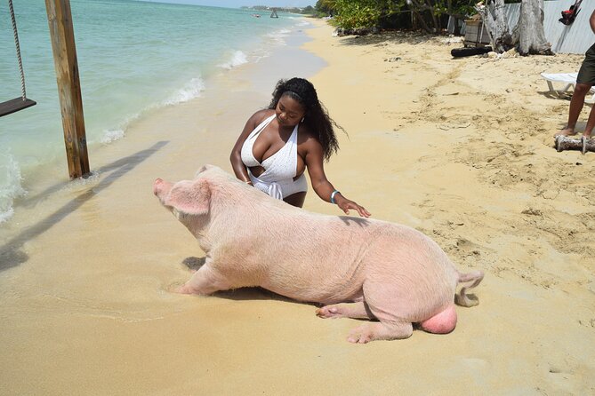 Swimming with Pigs in Nassau, Transportation Included - From Nassau hotels to Fort Montagu