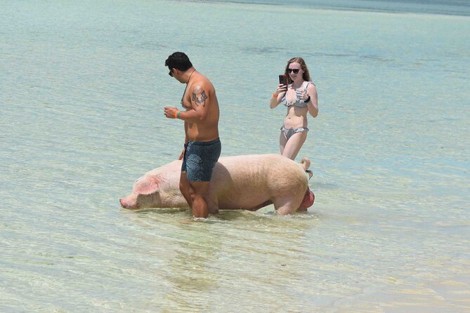 Swimming with Pigs in Nassau, Transportation Included - Booking and preparation tips