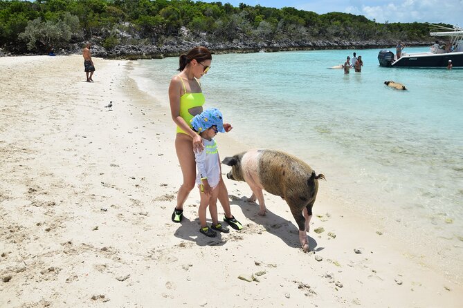 Swimming with Pigs in Nassau, Transportation Included - Meeting the pigs on the beach
