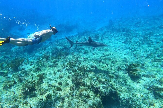 Top 4 Snorkeling Adventures in Bimini - Four Bimini stops, from a plane wreck to sharks