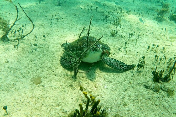 Top 4 Snorkeling Adventures in Bimini - Feeding stingrays at Stingray Island