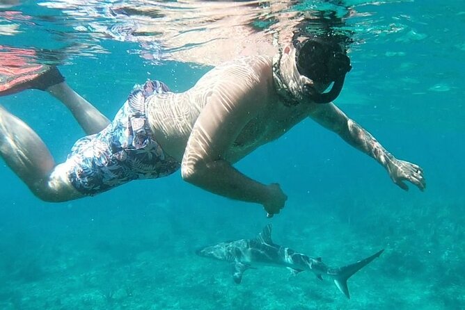 Top 4 Snorkeling Adventures in Bimini - What the $200 price includes