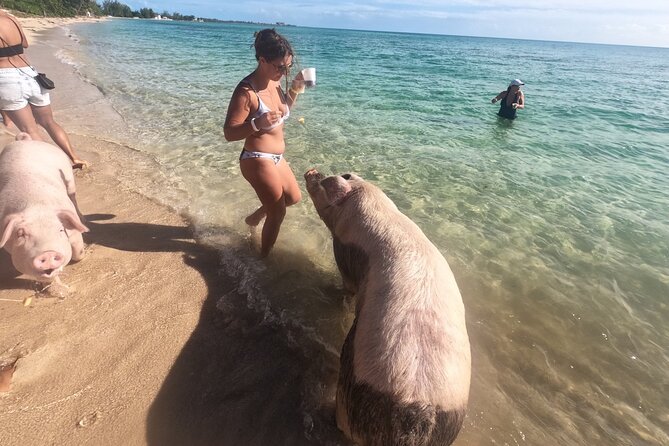 Ultimate SeaXscape Pigs/Turtles/Snorkel/Lunch/Drinks/PU/DO - Key things to know before booking