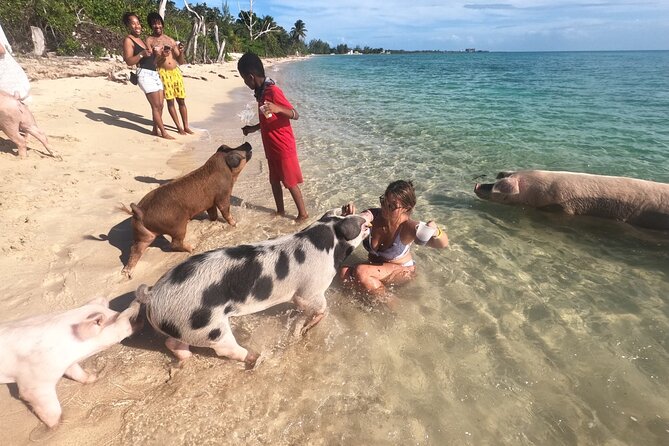 Ultimate SeaXscape Pigs/Turtles/Snorkel/Lunch/Drinks/PU/DO - Who will enjoy this trip most